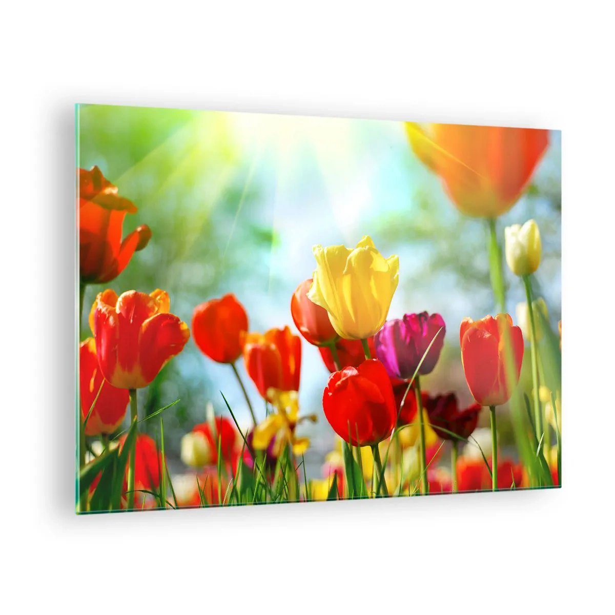 Üveg kép - Színes tulipánok, melyeket megvilágítanak a nap sugarai - 70x50cm - A nap minden színe - Modern fali dekoráció nappalihoz és hálószobához ARTTOR