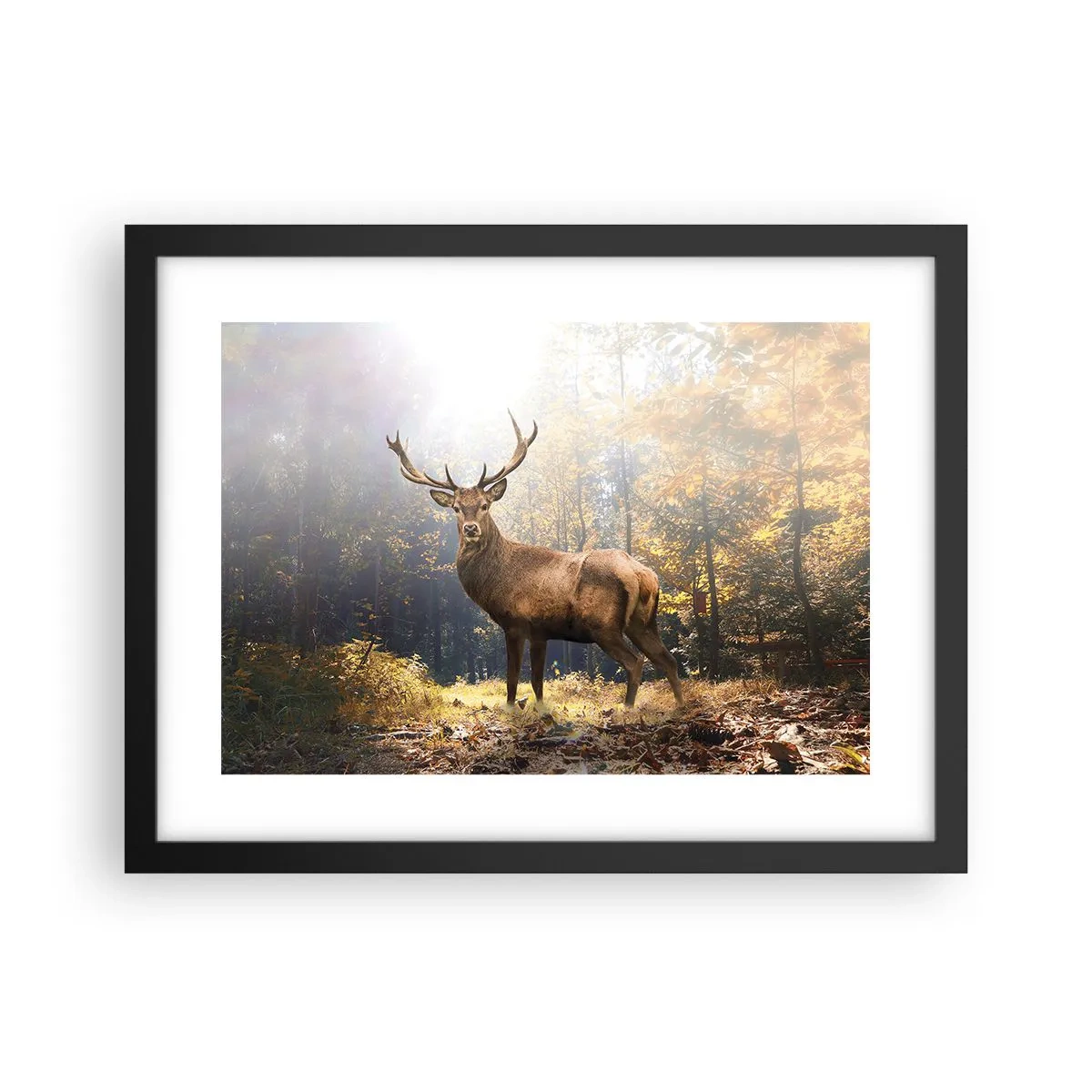 Poszter fehér keretben - Teljes fenségben - 40x30 cm