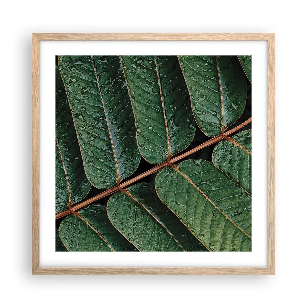 Poszter világos tölgy keretben - Zöld ritmusban - 50x50 cm