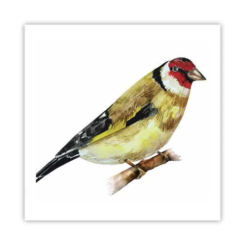 Poszter - Madárportré - 60x60 cm