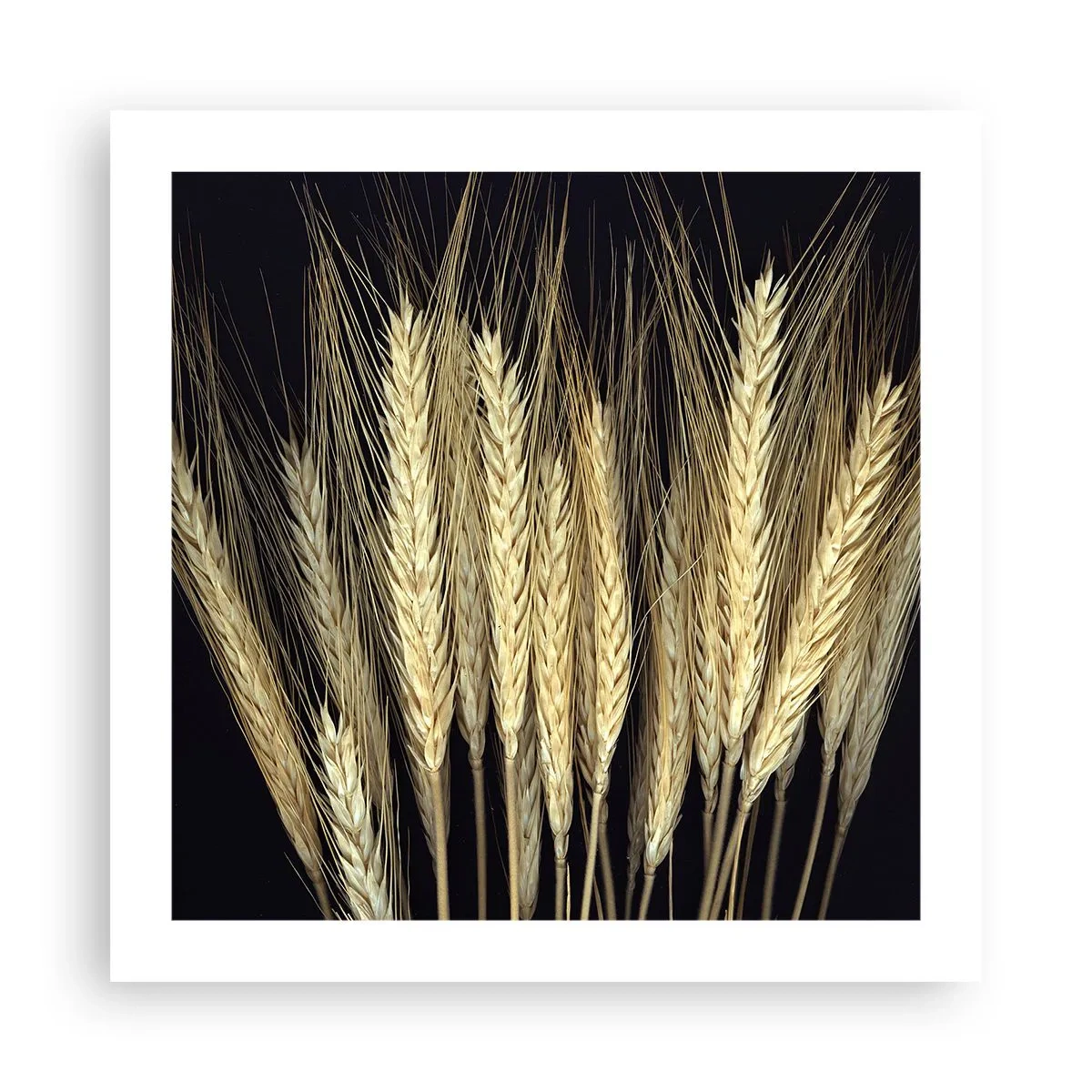 Poszter - Rusztikus varázslat - 50x50 cm