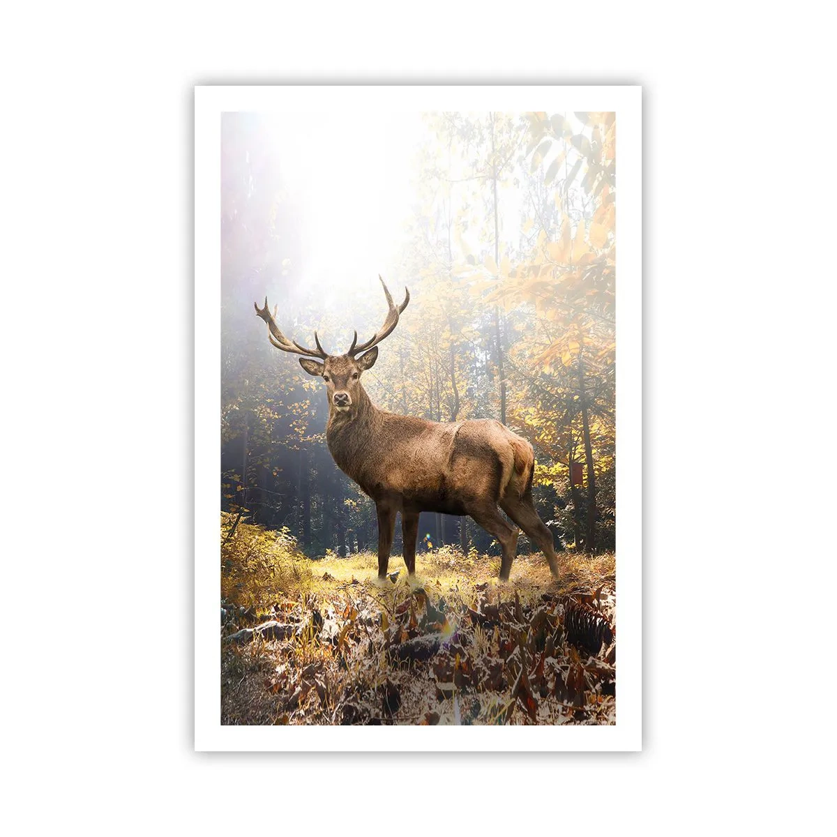 Poszter - Teljes fenségben - 61x91 cm