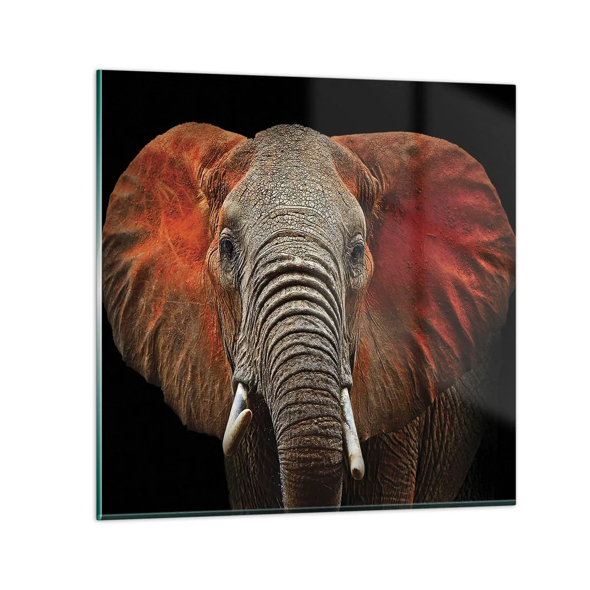 Üveg kép - Én vad vagyok, és te? - 50x50 cm