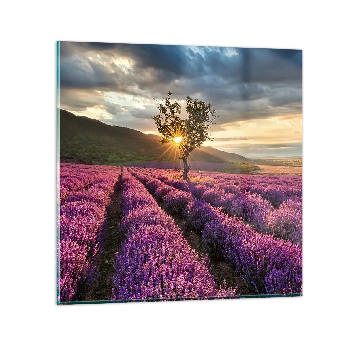 Üveg kép - Lila színű illat - 60x60 cm