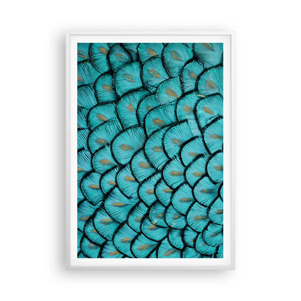 Poszter fekete keretben - A tollak nagy gálája - 70x100 cm
