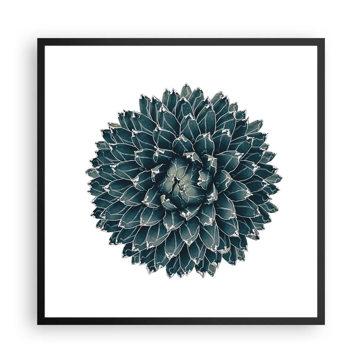Poszter fehér keretben - A sivatag csillaga - 60x60 cm