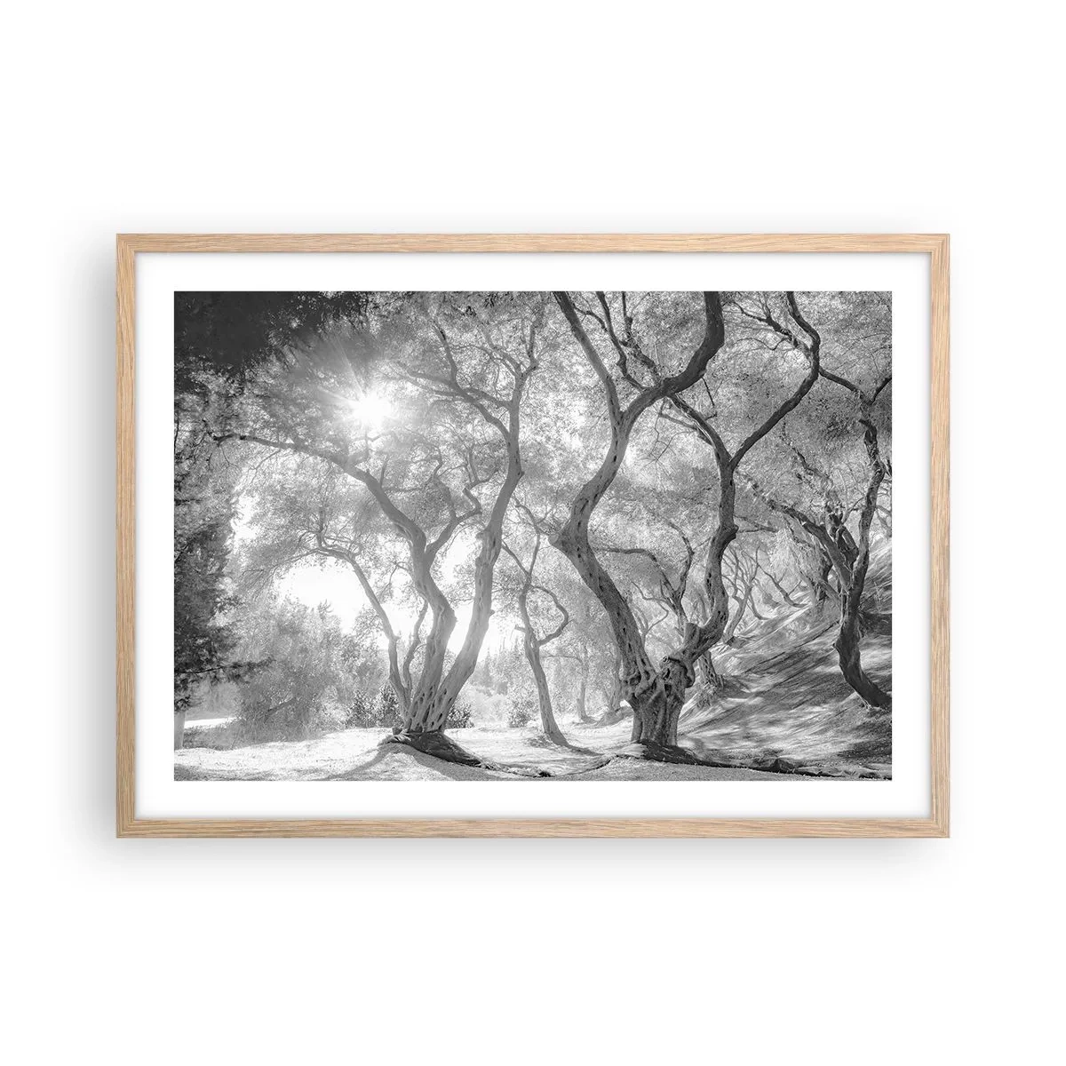 Poszter világos tölgy keretben - Egy olajfaligetben - 70x50 cm