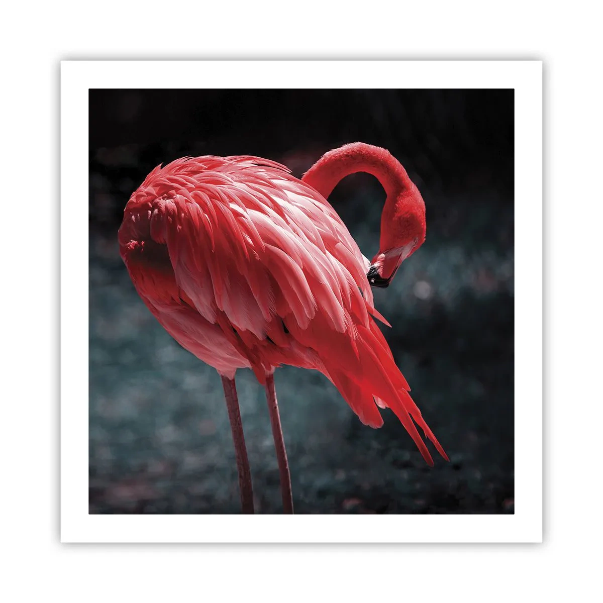 Poszter - A természet karmazsinvörös verse - 60x60 cm