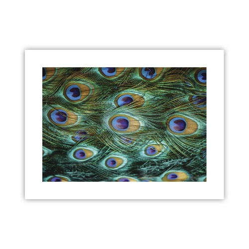Poszter - Pávaszemű pillantás - 40x30 cm