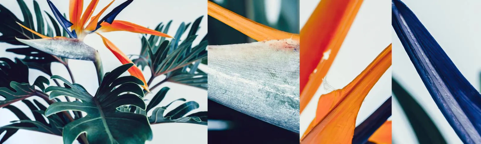 Fotótapéta Minta Öntapadós Deluxe Sticker - Madárkalitka - Növények, Boho, Egzotikus - 100x30 cm