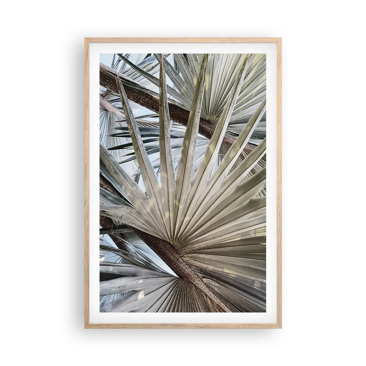 Poszter világos tölgy keretben - Legyező a trópusokon - 61x91 cm