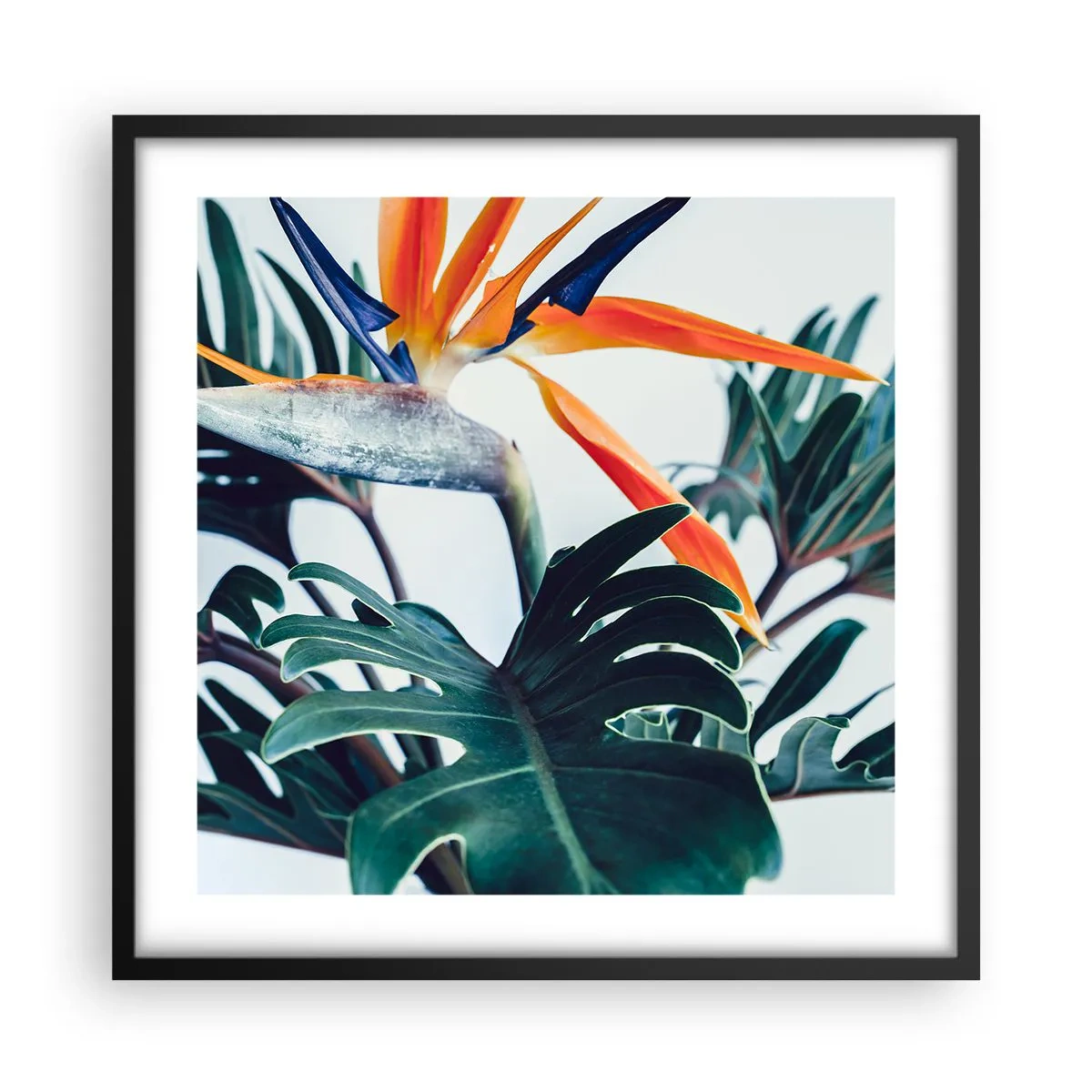 Poszter fehér keretben - Madárkalitka - 50x50 cm