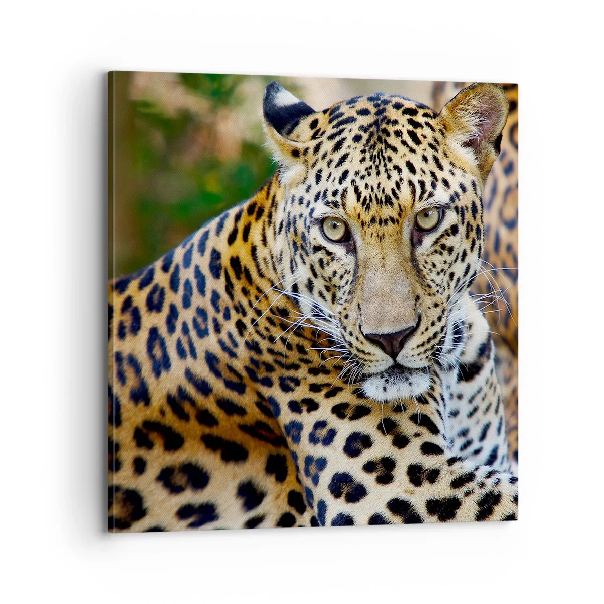 Vászonkép - Vad és nyugott - 70x70 cm