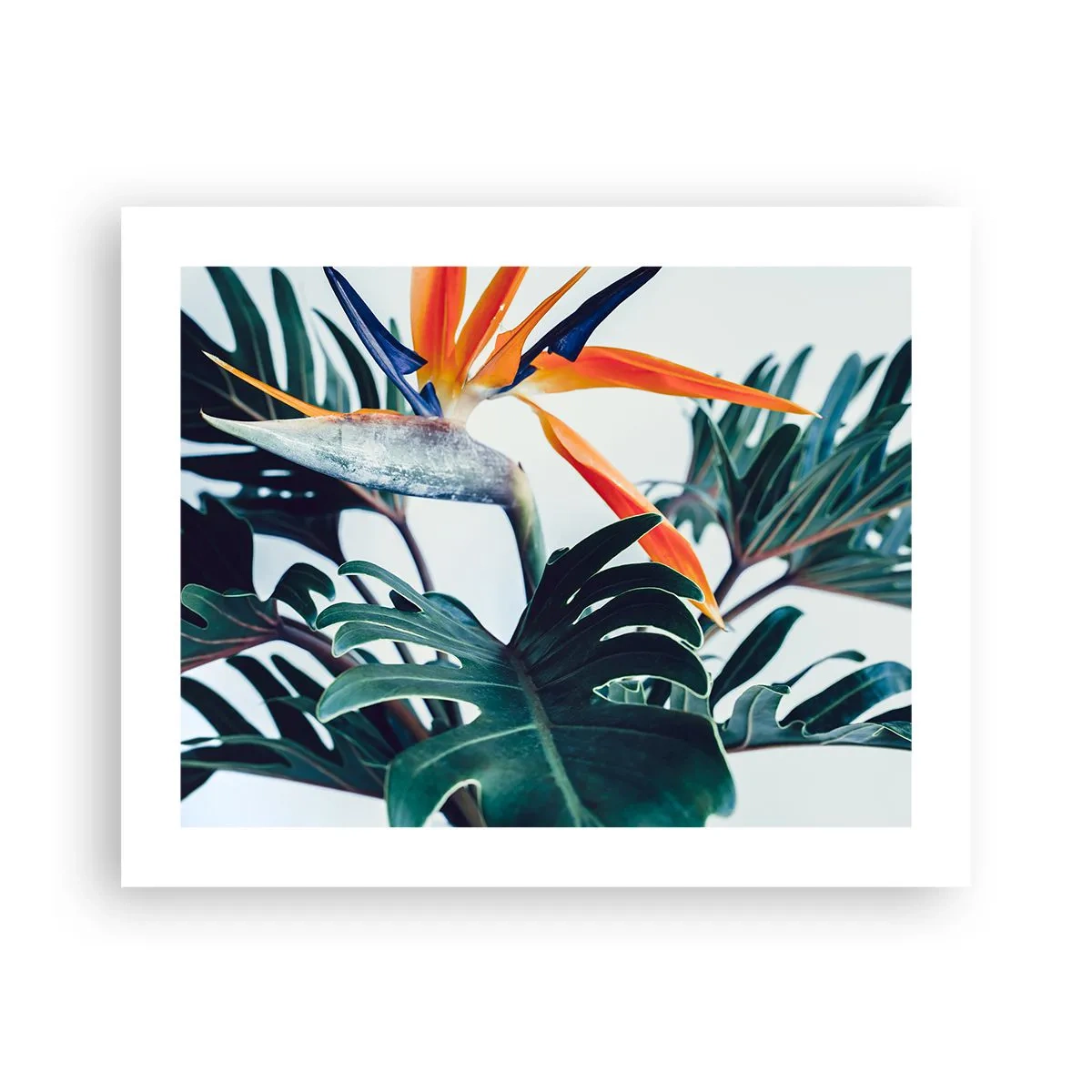 Poszter - Madárkalitka - 50x40 cm