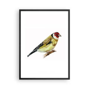 Poszter fehér keretben - Aranypinty egy ágon akvarell stílusban - 50x70cm - Madárportré - Modern fali dekoráció nappalihoz és hálószobához ARTTOR