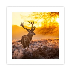 Poszter - Az őszi erdő királya - 40x40 cm