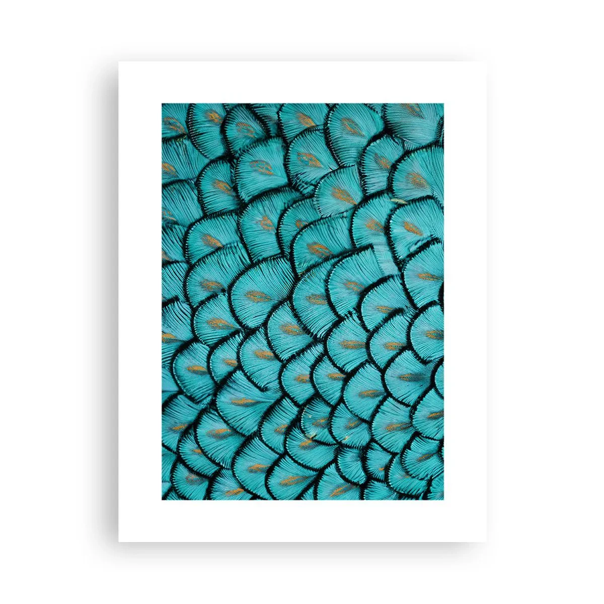 Poszter - A tollak nagy gálája - 30x40 cm