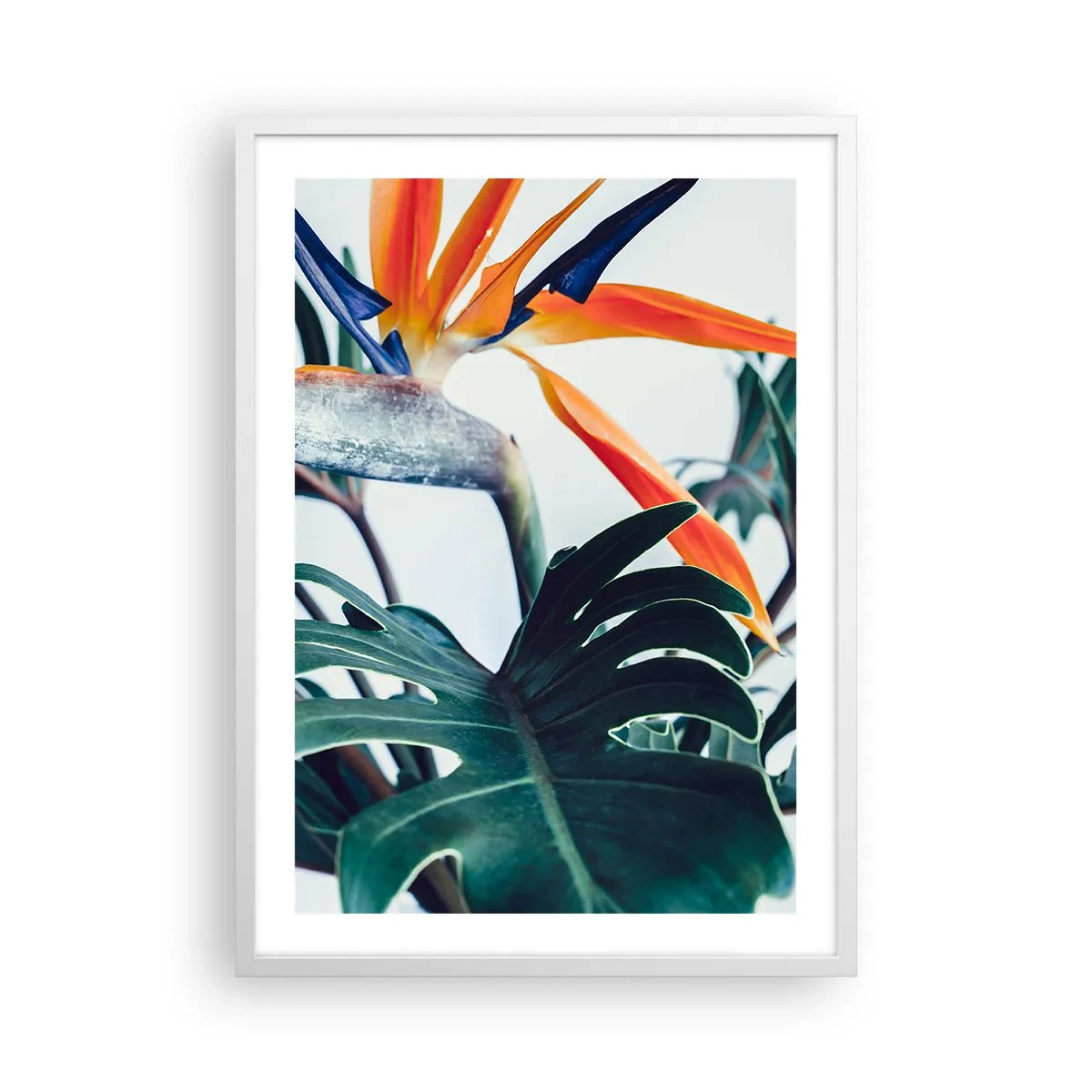 Poszter fekete keretben - Madárkalitka - 50x70 cm