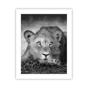 Poszter - Királyi kölyök - 40x50 cm