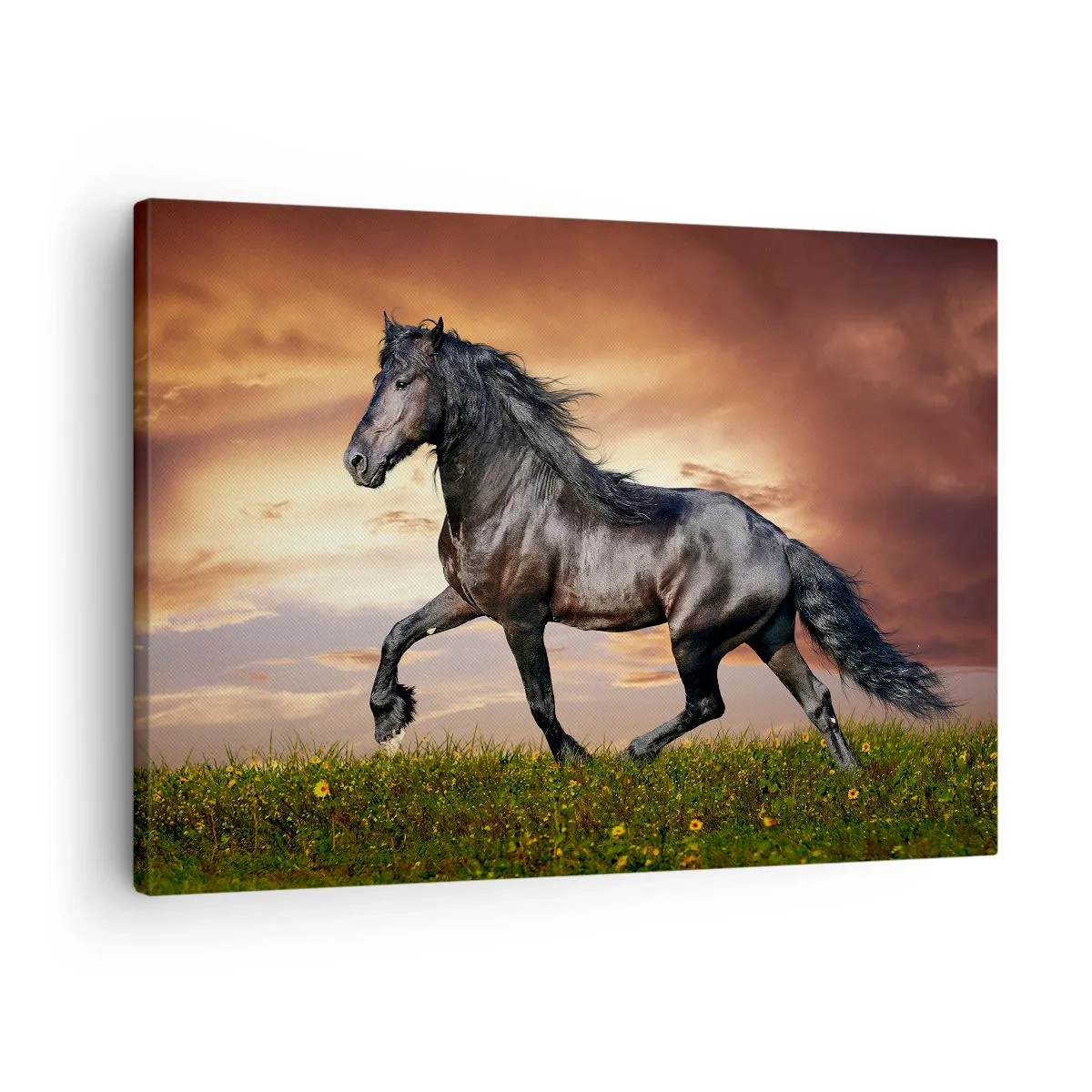 Vászonkép - Egy fekete ló vágtat a lenyugvó nap ellen - 70x50cm - Fekete herceg - Modern fali dekoráció nappalihoz és hálószobához ARTTOR