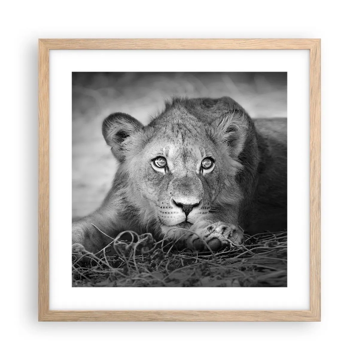 Poszter világos tölgy keretben - Királyi kölyök - 40x40 cm
