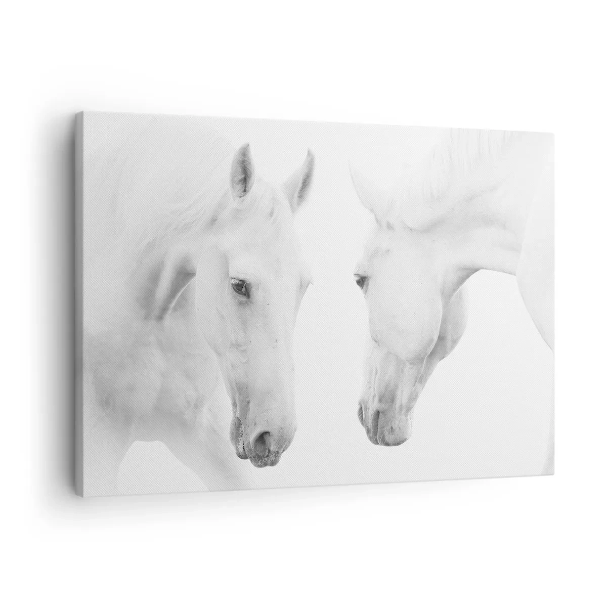 Vászonkép - Két fehér ló minimalista portréja - 70x50cm - Ez a barátság...? - Modern fali dekoráció nappalihoz és hálószobához ARTTOR