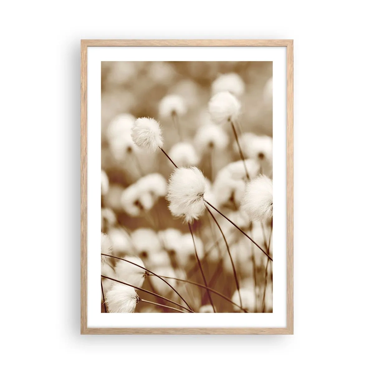 Poszter világos tölgy keretben - Bolyhos termés - 50x70 cm