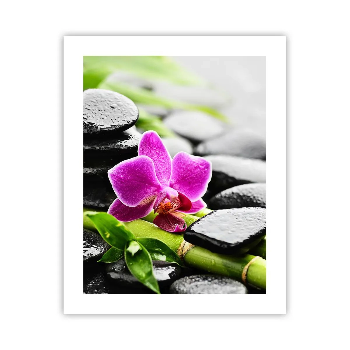 Poszter - Nyugodt egyensúlyban - 40x50 cm