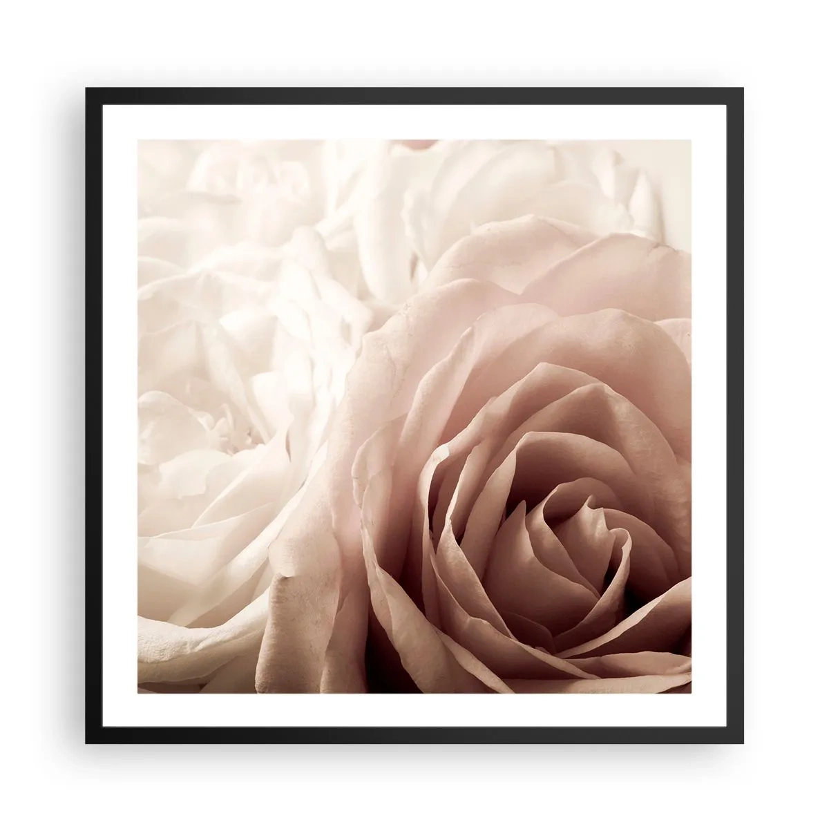 Poszter fehér keretben - Egy rózsa szívében - 60x60 cm