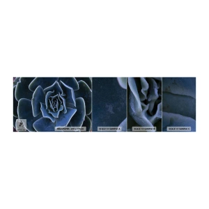 Fotótapéta Minta Premium Sand - A sivatag virága - Agave virág, Virág, Természet - 100x30 cm