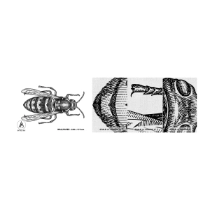 Fotótapéta Minta Premium Canvas - Egy rovar bolygóról - Darázs, Rovar, Minimalista - 100x30 cm