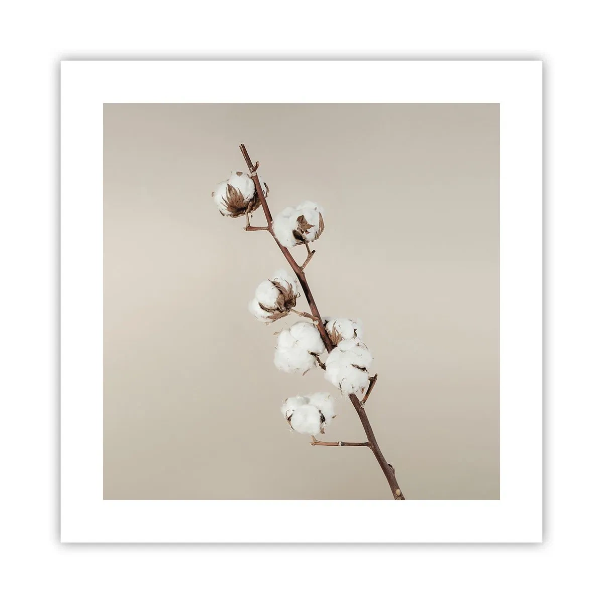 Poszter - A puhaság forrásánál - 40x40 cm