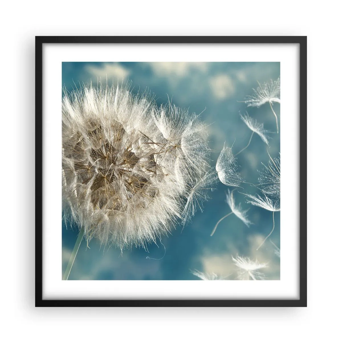 Poszter fehér keretben - Angyal lehelete - 50x50 cm