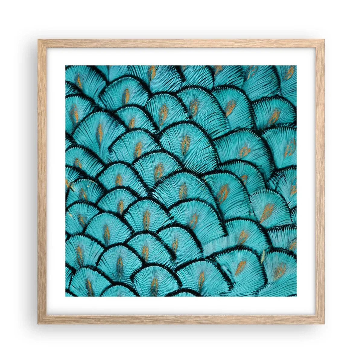 Poszter világos tölgy keretben - A tollak nagy gálája - 50x50 cm