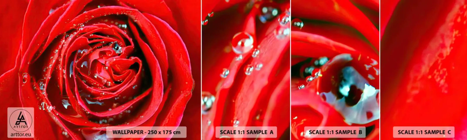 Fotótapéta Minta Standard Eco - A harmatcseppekben - Virágok, Vörös rózsa, Szerelem - 100x30 cm