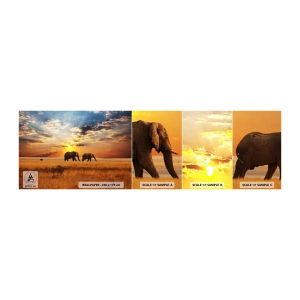 Fotótapéta Minta Standard Eco - Családi séta - Állatok, Afrika, Elefánt - 100x30 cm