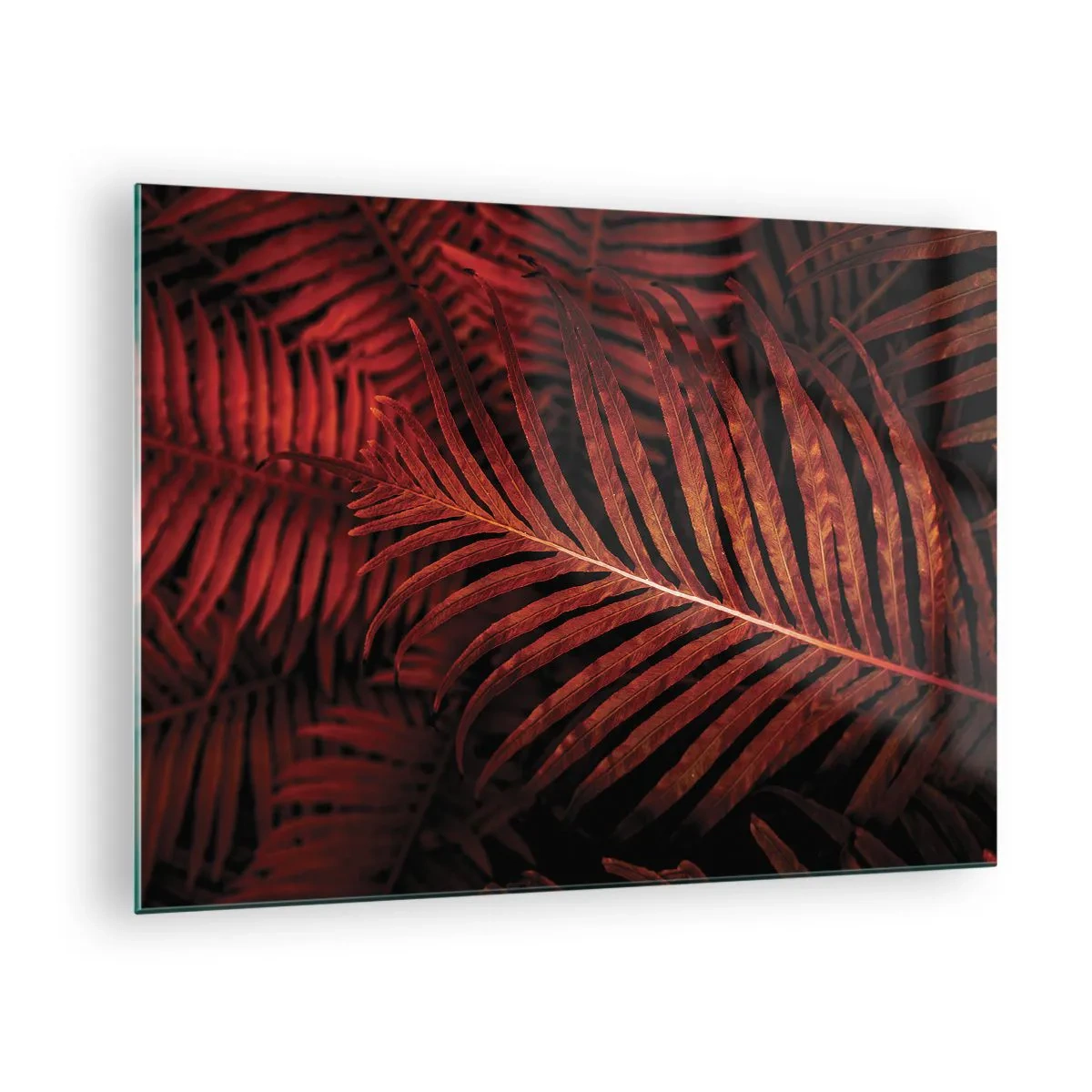 Üveg kép - Egy trópusi növény vörös levelei sötét háttér előtt - 70x50cm - Az élet vörös színe - Modern fali dekoráció nappalihoz és hálószobához ARTTOR