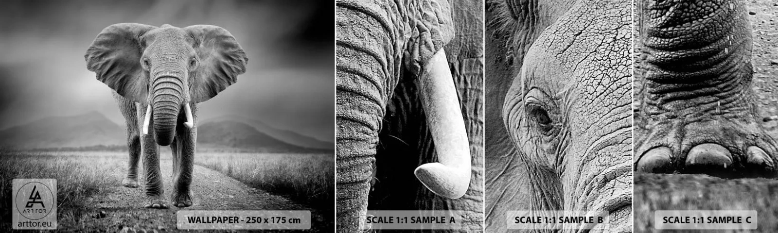 Fotótapéta Minta Standard Eco - A házigazda üdvözli - Elefánt, Állatok, Tájkép - 100x30 cm