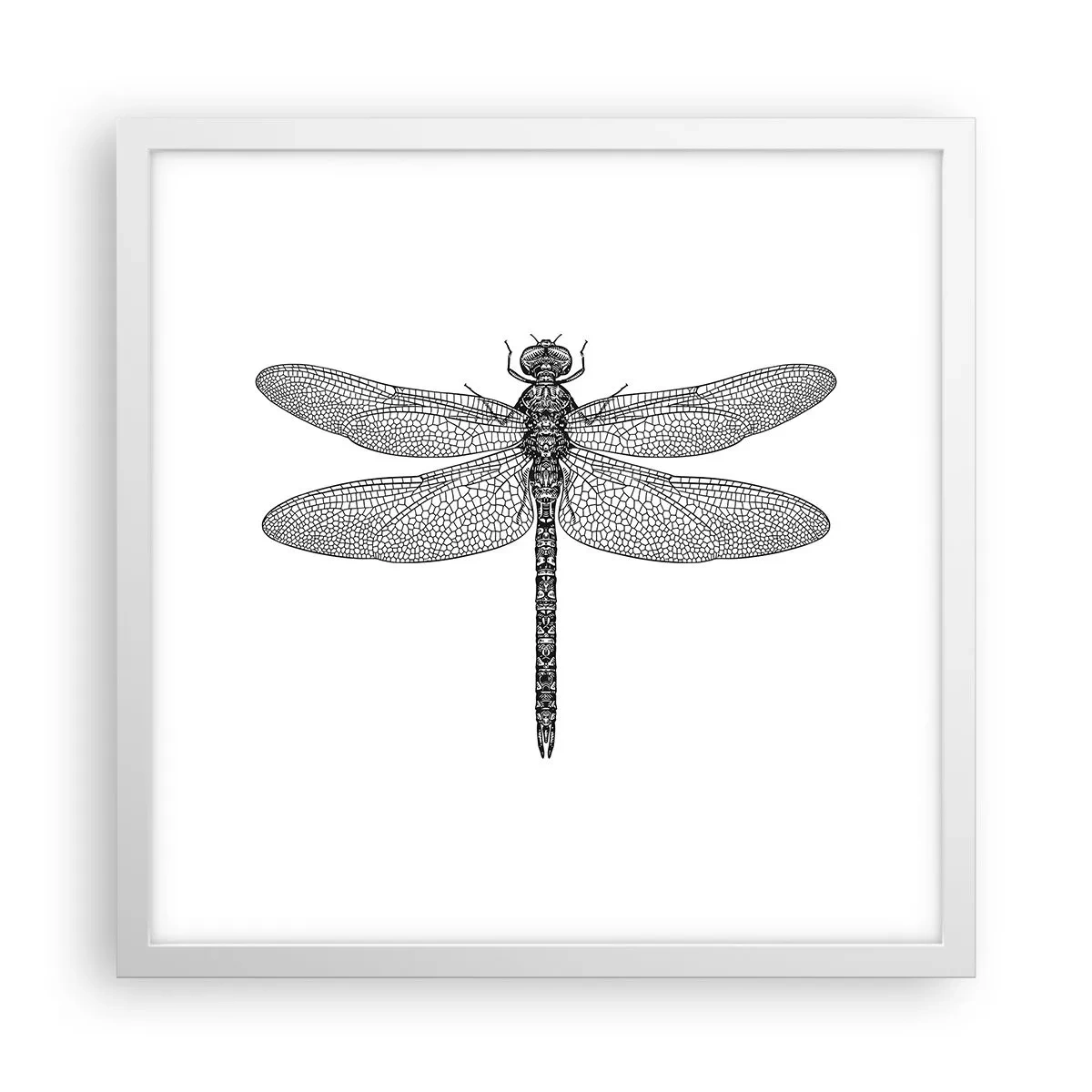 Poszter fekete keretben - A természet precizitása - 40x40 cm