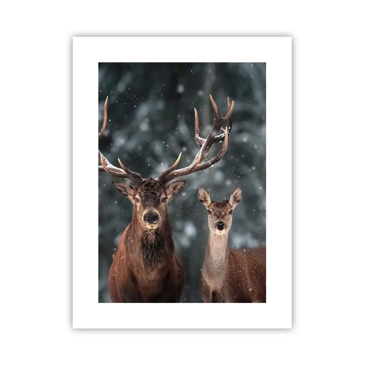 Poszter - Az erdő ura a feleségével - 30x40 cm