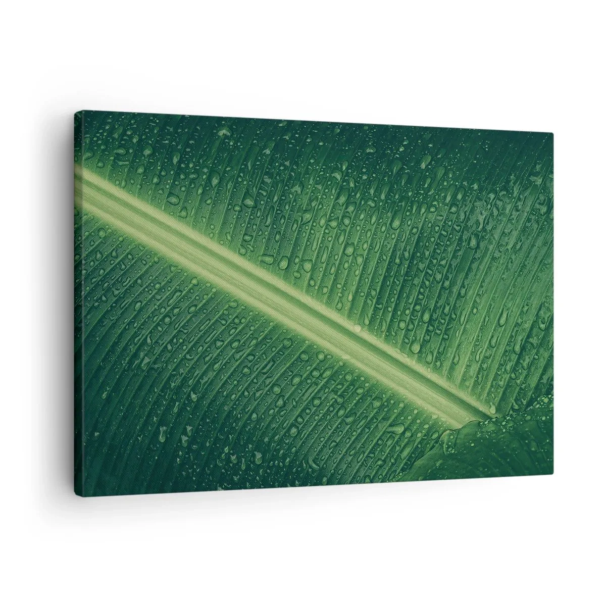 Vászonkép - Egy zöld levél, amelynek felszínén vízcseppek vannak - 70x50cm - A növényzet szerkezete - Modern fali dekoráció nappalihoz és hálószobához ARTTOR