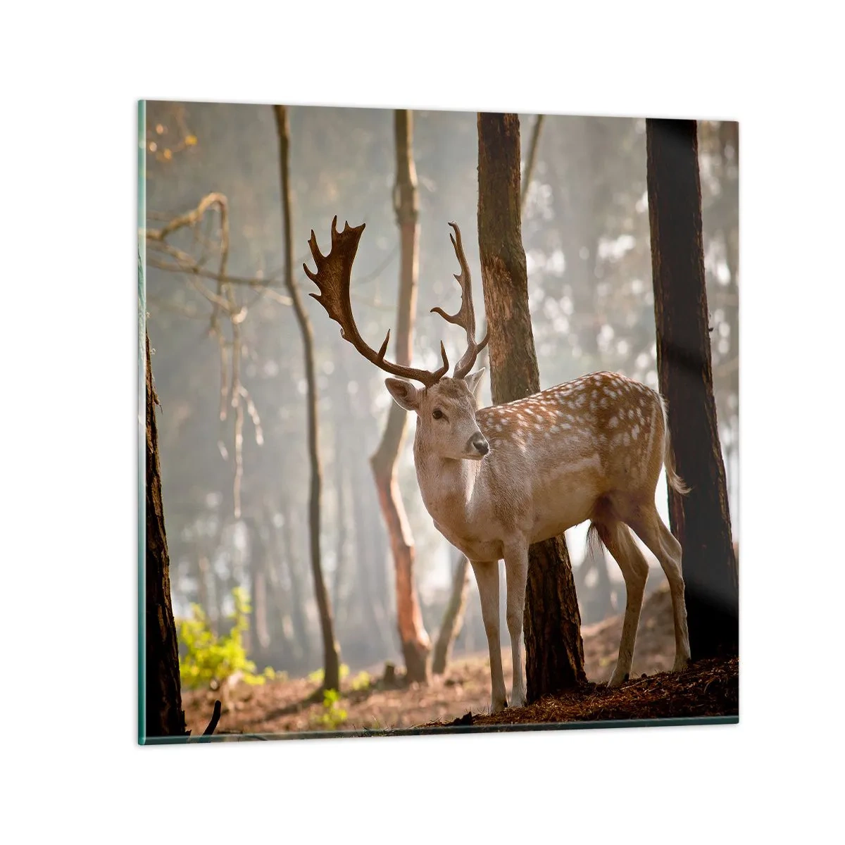 Üveg kép - A fiatalság fénye - 40x40 cm