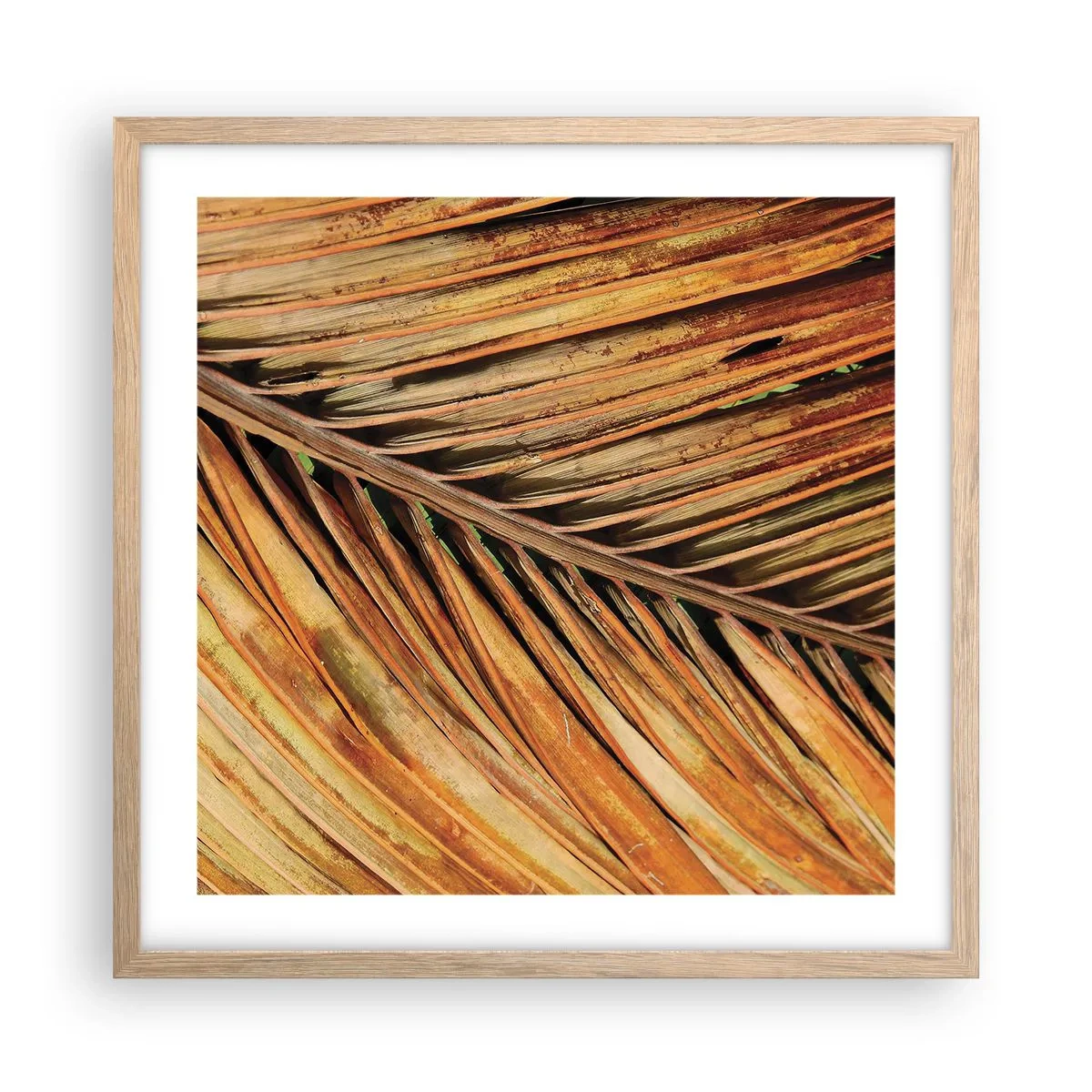 Poszter világos tölgy keretben - Kókusz aranya - 50x50 cm