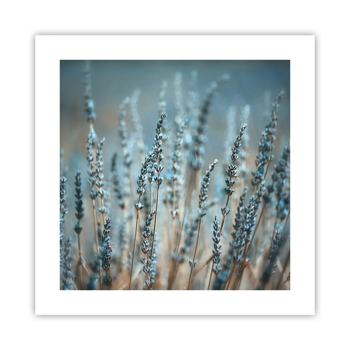 Poszter - Illatos szálak - 40x40 cm