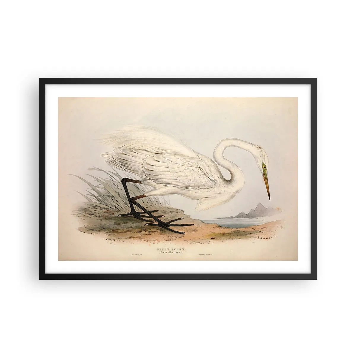 Poszter fehér keretben - Hölgy a nádasban - 70x50 cm
