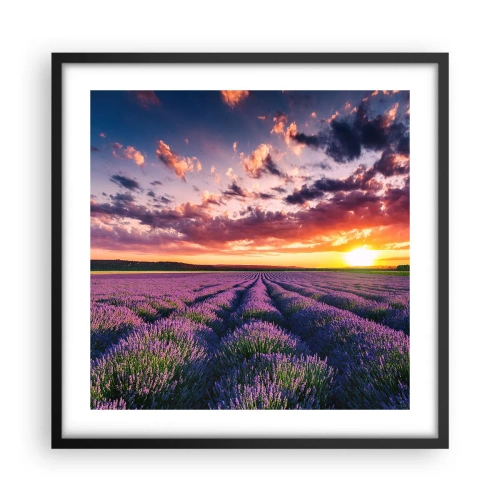 Poszter fehér keretben - Levendula világ - 50x50 cm