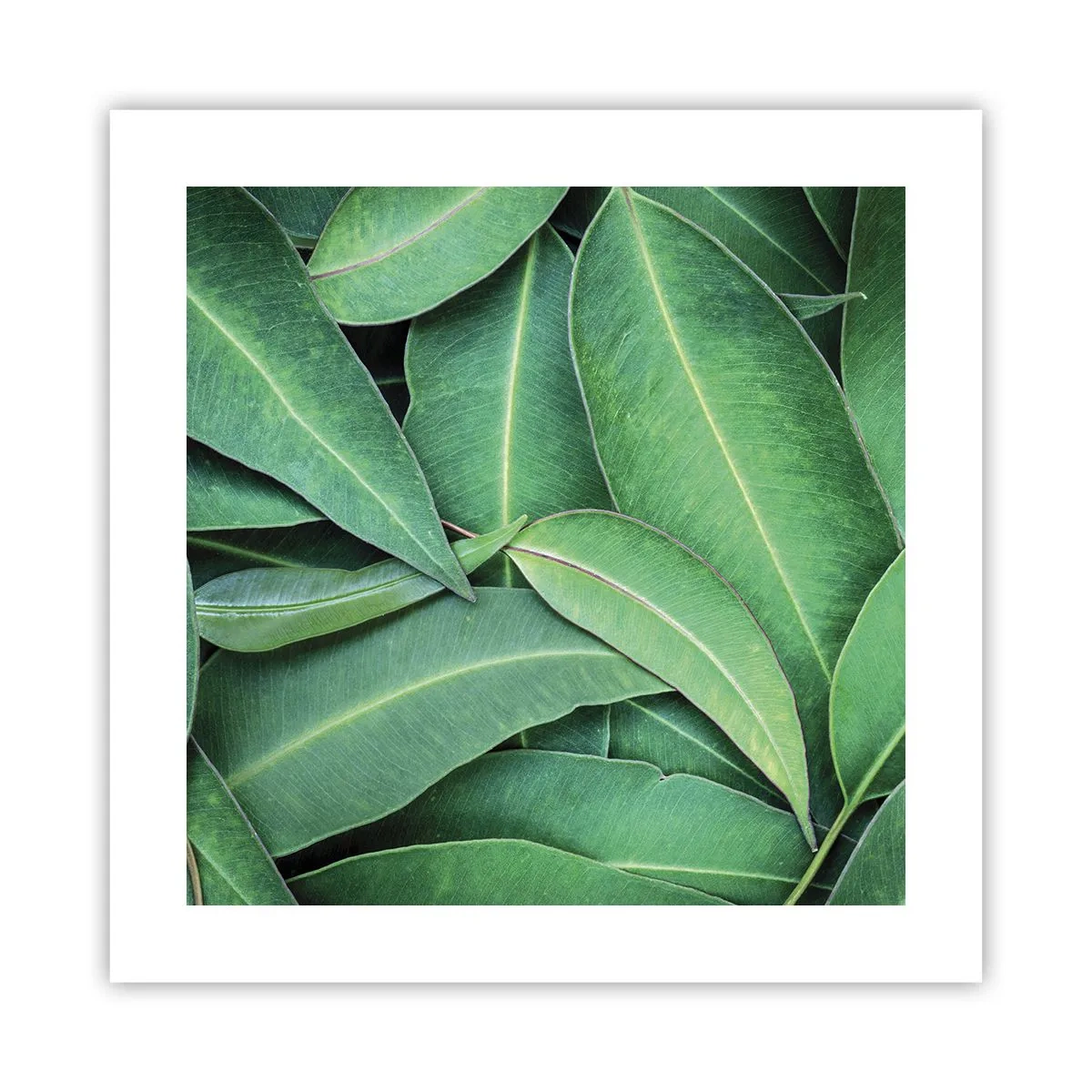 Poszter - Lédús és friss - 40x40 cm