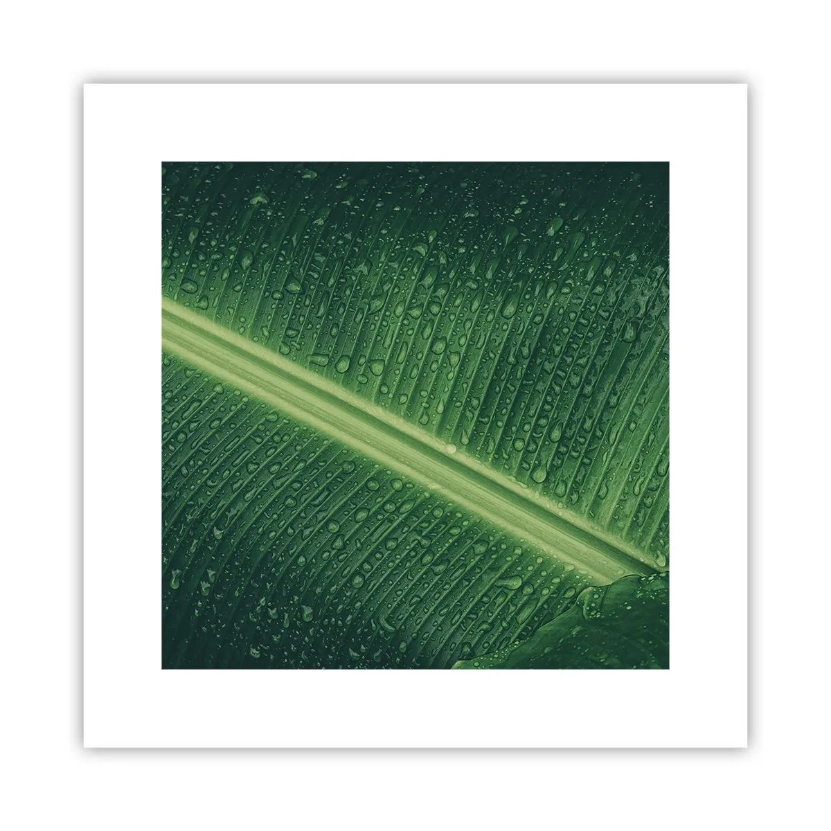 Poszter - A növényzet szerkezete - 30x30 cm