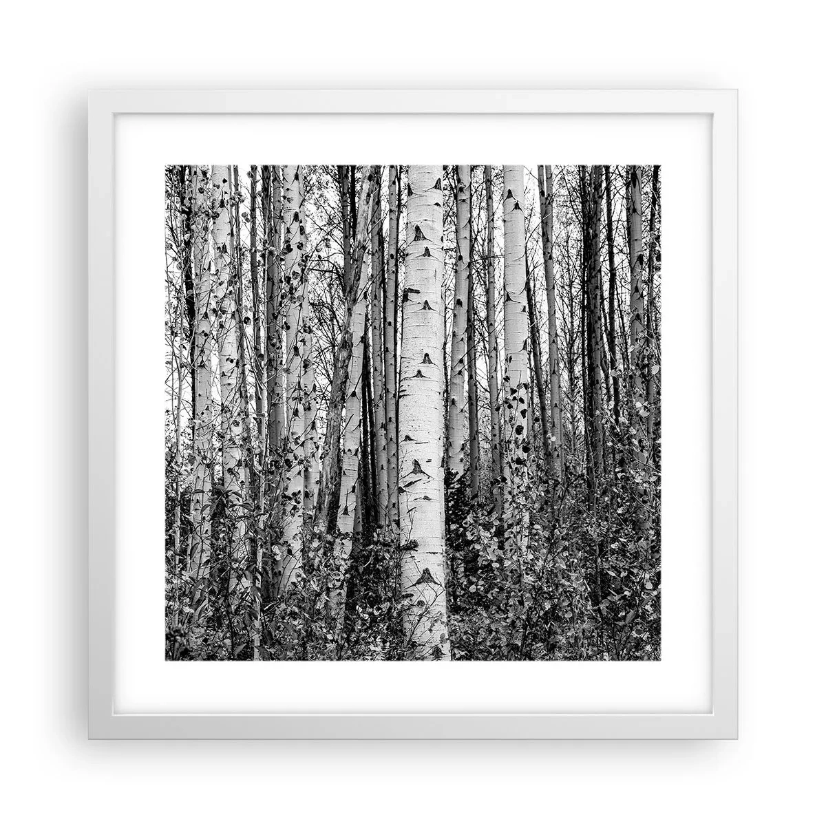 Poszter fekete keretben - Nyírfa oszlopsor - 40x40 cm