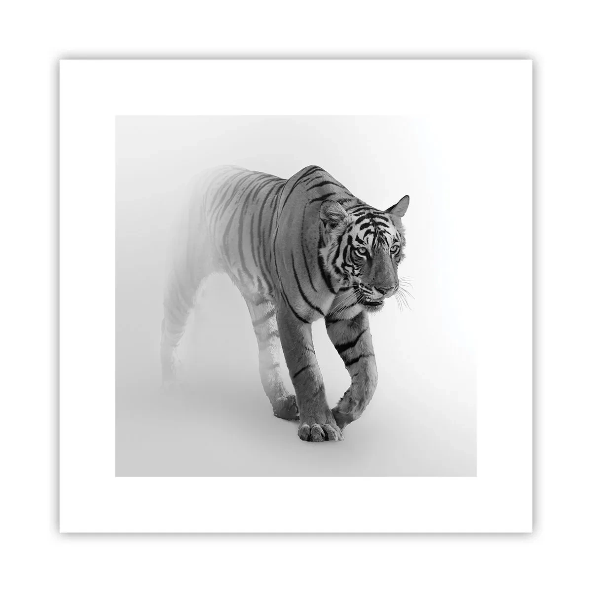 Poszter - Elrejtőzik a ködben - 30x30 cm